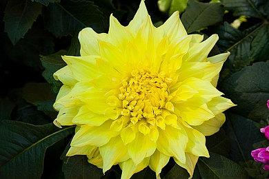 《第一后裔》Steam玩家数一个月内减少60% 凉的太快